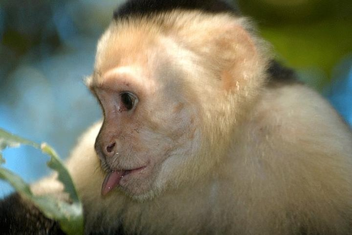 Monkey